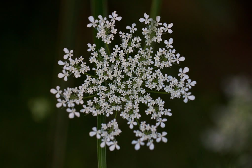 IMAGE: http://img.photobucket.com/albums/v170/scifiguy1012/Photography/IMG_4200.jpg