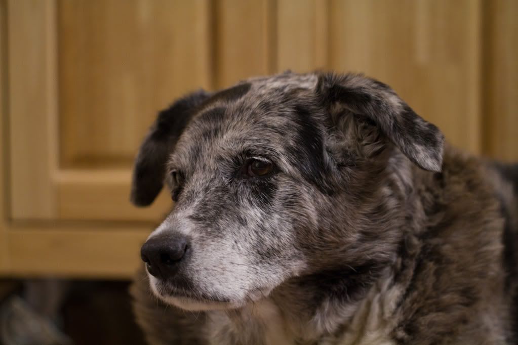 IMAGE: http://img.photobucket.com/albums/v170/scifiguy1012/Photography/IMG_4206.jpg