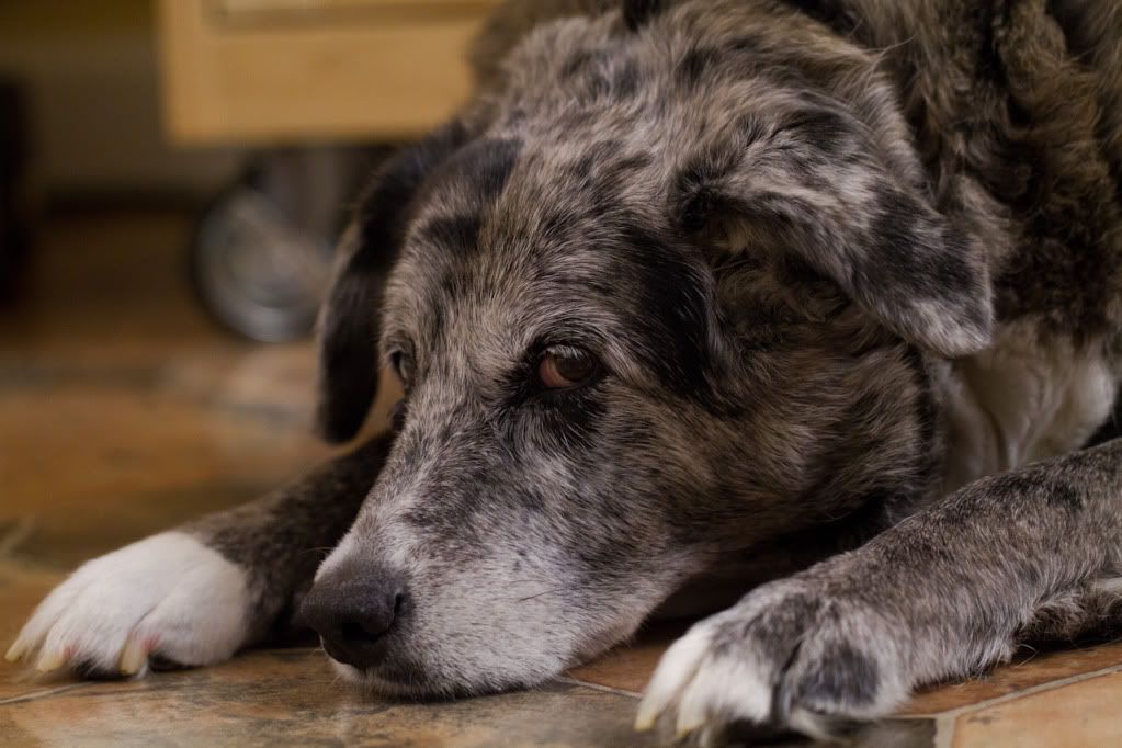 IMAGE: http://img.photobucket.com/albums/v170/scifiguy1012/Photography/IMG_4222.jpg