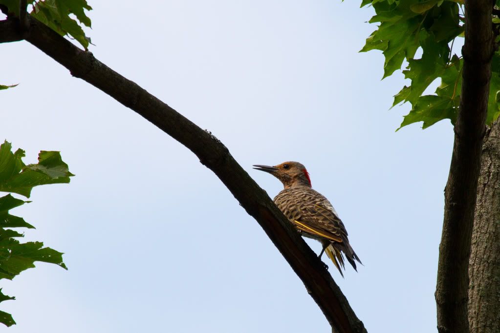 IMAGE: http://img.photobucket.com/albums/v170/scifiguy1012/Photography/IMG_4530.jpg