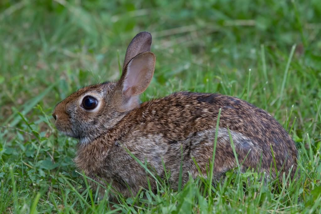 IMAGE: http://img.photobucket.com/albums/v170/scifiguy1012/Photography/IMG_4578.jpg