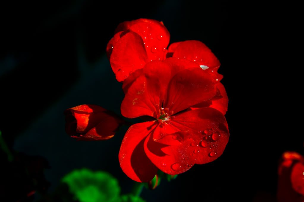 IMAGE: http://img.photobucket.com/albums/v170/scifiguy1012/Photography/IMG_4809.jpg