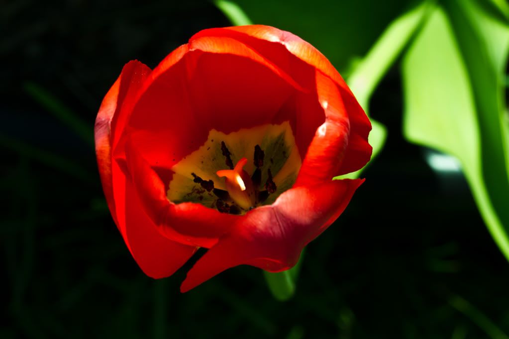 IMAGE: http://img.photobucket.com/albums/v170/scifiguy1012/Photography/IMG_5181.jpg