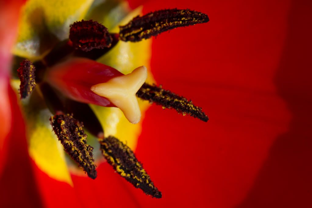 IMAGE: http://img.photobucket.com/albums/v170/scifiguy1012/Photography/IMG_5198.jpg