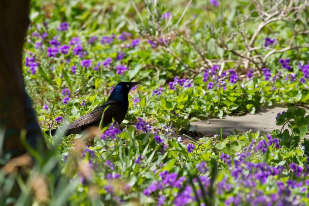 IMAGE: http://img.photobucket.com/albums/v170/scifiguy1012/Photography/IMG_5249.jpg