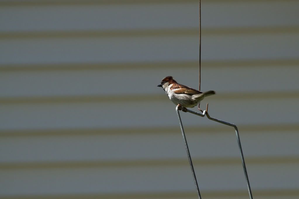 IMAGE: http://img.photobucket.com/albums/v170/scifiguy1012/Photography/IMG_5291.jpg