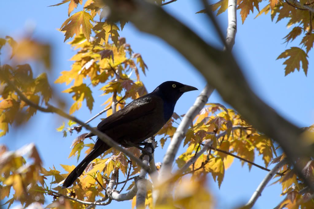 IMAGE: http://img.photobucket.com/albums/v170/scifiguy1012/Photography/IMG_5365.jpg