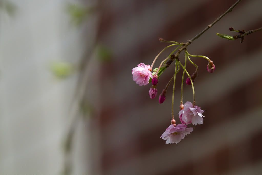 IMAGE: http://img.photobucket.com/albums/v170/scifiguy1012/Photography/IMG_5521.jpg