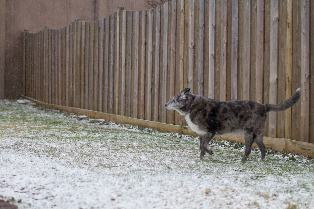 IMAGE: http://img.photobucket.com/albums/v170/scifiguy1012/Photography/IMG_6146.jpg