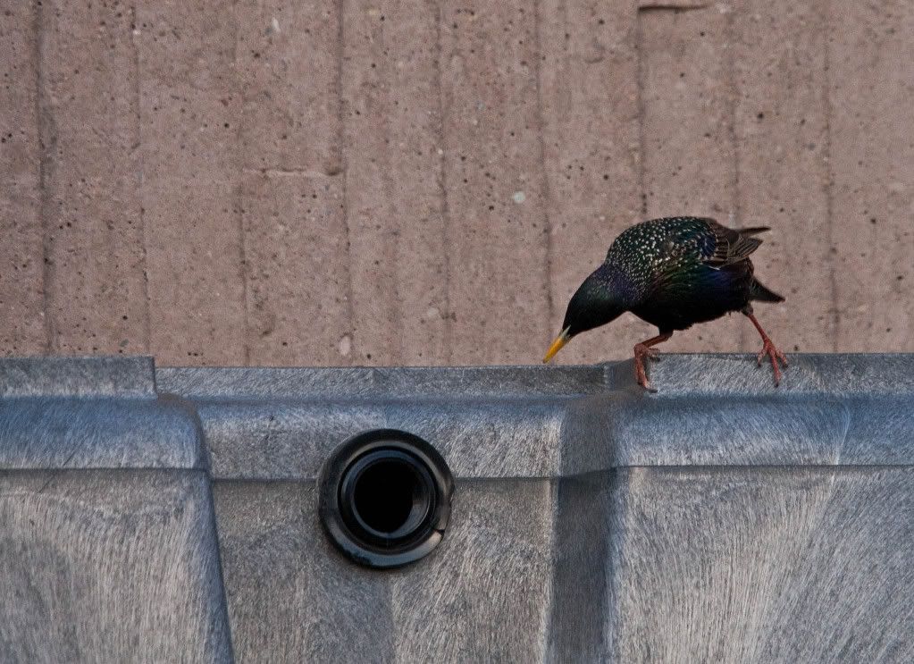 IMAGE: http://img.photobucket.com/albums/v170/scifiguy1012/Photography/IMG_7121-Edit.jpg