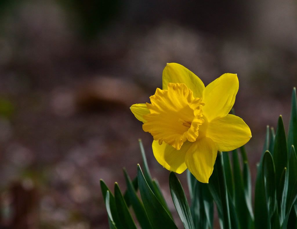 IMAGE: http://img.photobucket.com/albums/v170/scifiguy1012/Photography/IMG_7684-Edit.jpg