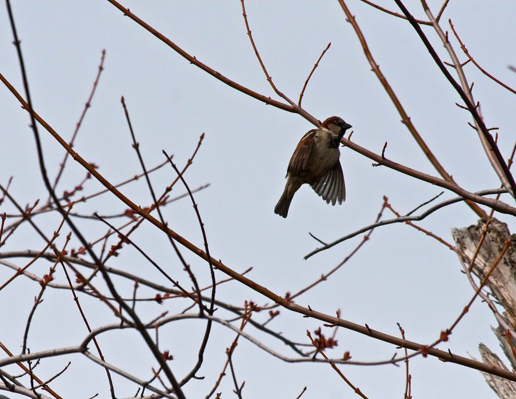 IMAGE: http://img.photobucket.com/albums/v170/scifiguy1012/Photography/IMG_7689-Edit.jpg