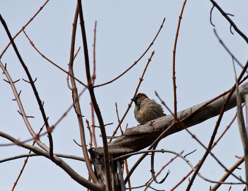 IMAGE: http://img.photobucket.com/albums/v170/scifiguy1012/Photography/IMG_7712-Edit.jpg