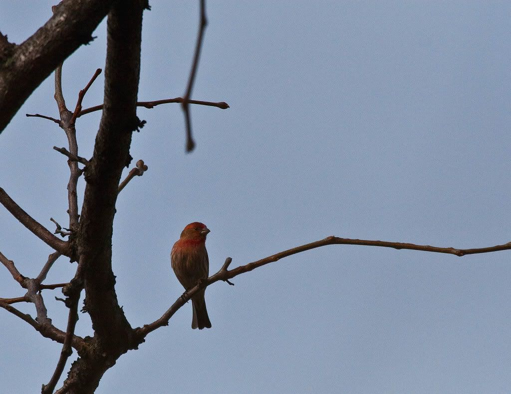 IMAGE: http://img.photobucket.com/albums/v170/scifiguy1012/Photography/IMG_7718-Edit.jpg