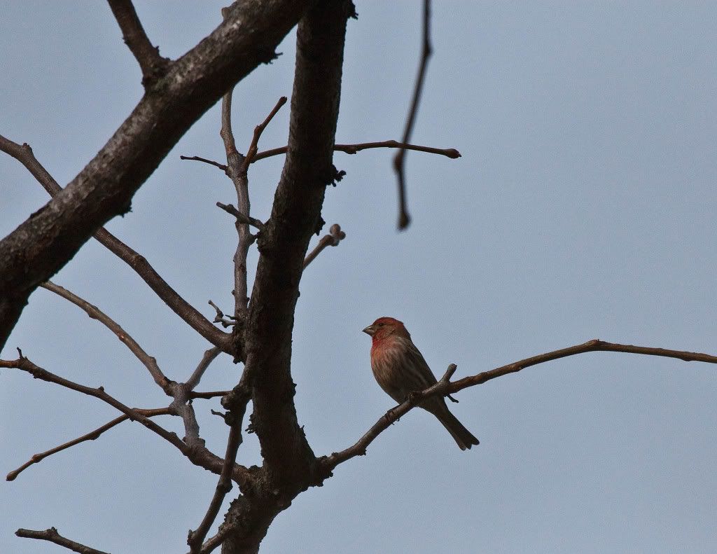 IMAGE: http://img.photobucket.com/albums/v170/scifiguy1012/Photography/IMG_7726-Edit.jpg