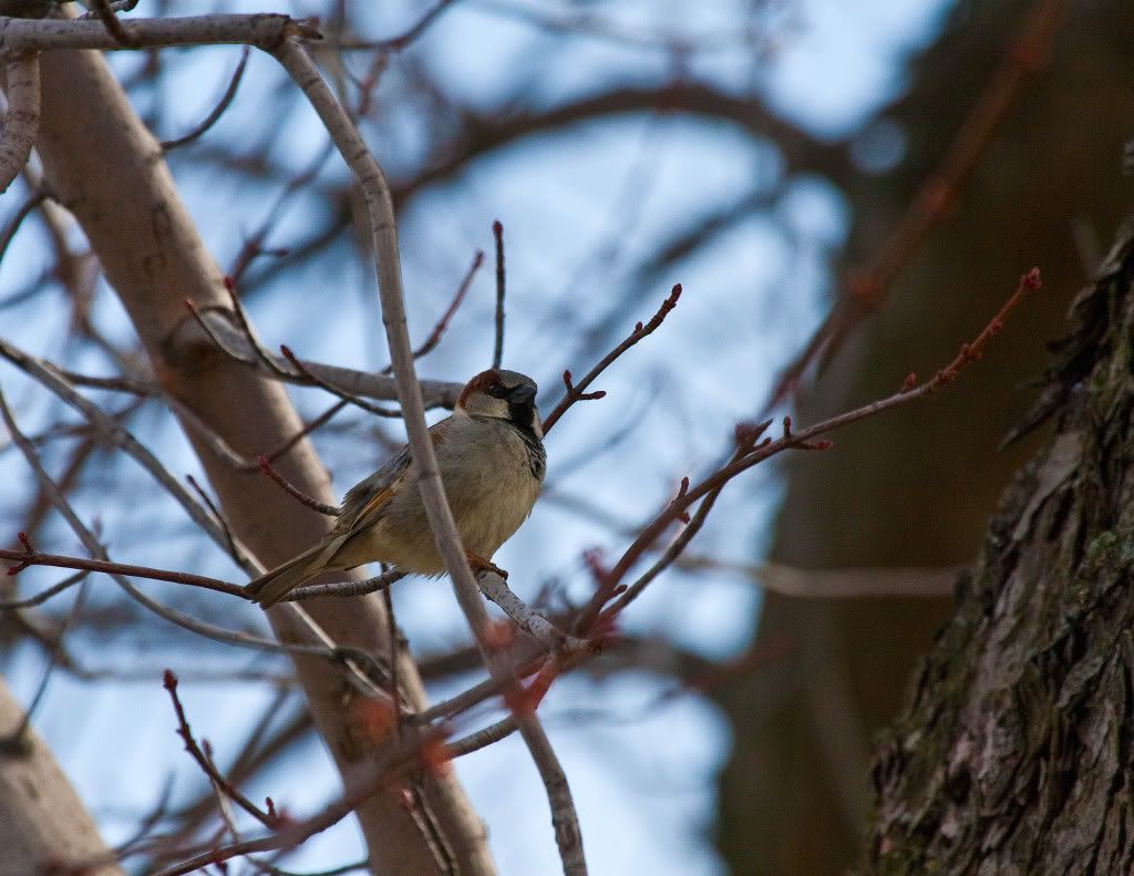 IMAGE: http://img.photobucket.com/albums/v170/scifiguy1012/Photography/IMG_7735-Edit.jpg