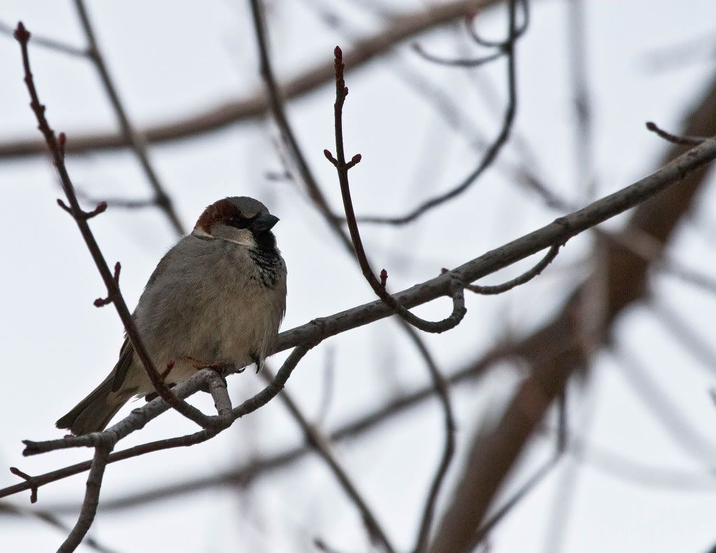 IMAGE: http://img.photobucket.com/albums/v170/scifiguy1012/Photography/IMG_7751-Edit.jpg