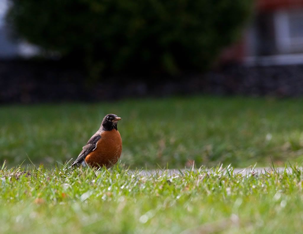 IMAGE: http://img.photobucket.com/albums/v170/scifiguy1012/Photography/IMG_7782-Edit.jpg