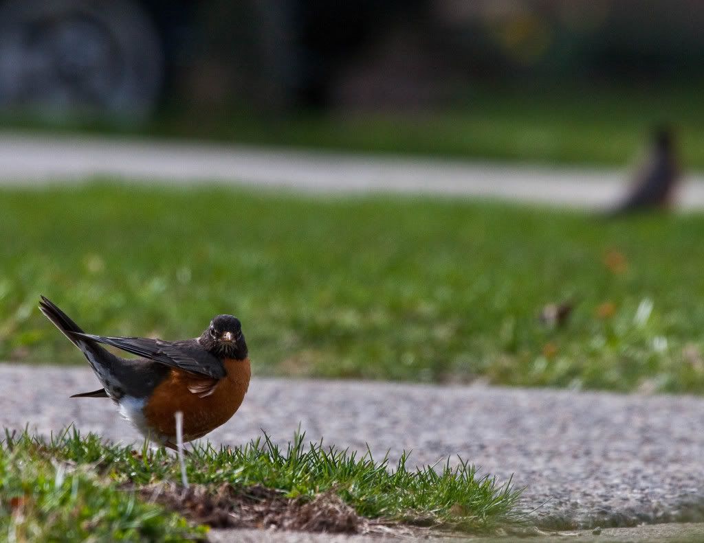 IMAGE: http://img.photobucket.com/albums/v170/scifiguy1012/Photography/IMG_7810-Edit.jpg