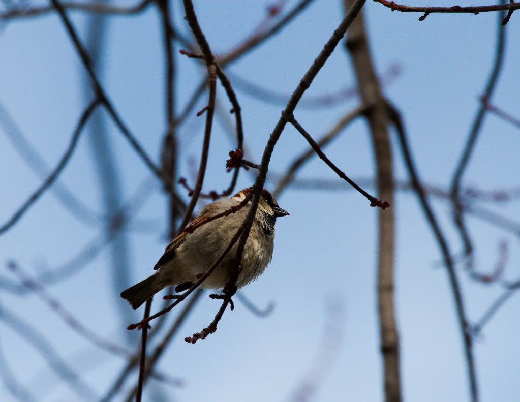 IMAGE: http://img.photobucket.com/albums/v170/scifiguy1012/Photography/IMG_7861-Edit.jpg