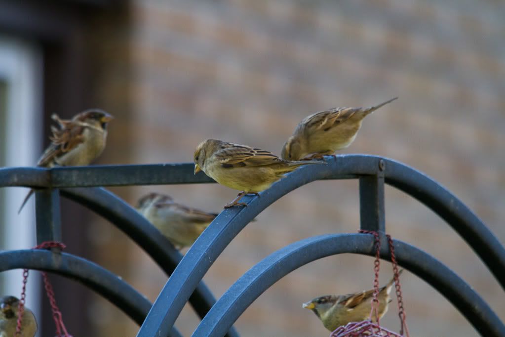 IMAGE: http://img.photobucket.com/albums/v170/scifiguy1012/Photography/IMG_9063-2.jpg