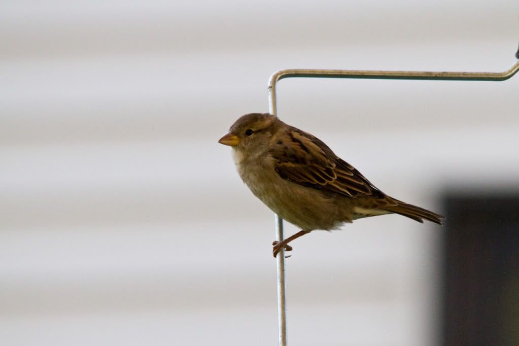 IMAGE: http://img.photobucket.com/albums/v170/scifiguy1012/Photography/IMG_9080-2.jpg