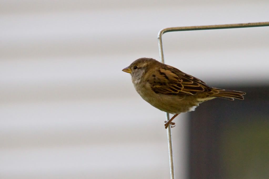 IMAGE: http://img.photobucket.com/albums/v170/scifiguy1012/Photography/IMG_9088-3.jpg