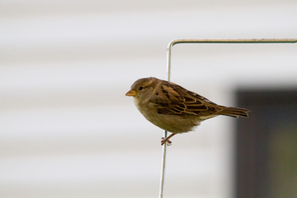 IMAGE: http://img.photobucket.com/albums/v170/scifiguy1012/Photography/IMG_9095-3.jpg