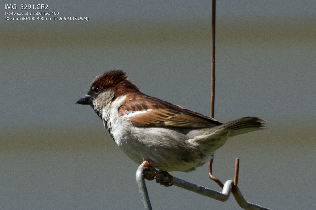 IMAGE: http://img.photobucket.com/albums/v170/scifiguy1012/Photography/heythisisevenbetter.png