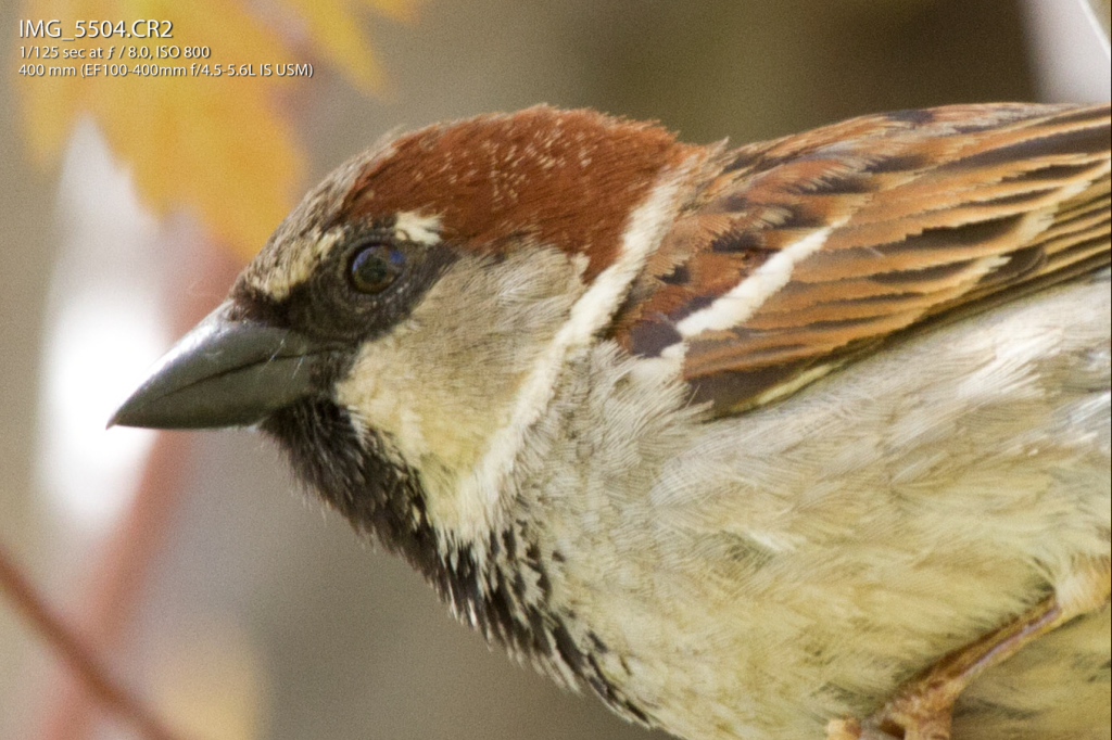 IMAGE: http://img.photobucket.com/albums/v170/scifiguy1012/Photography/howsthis.png