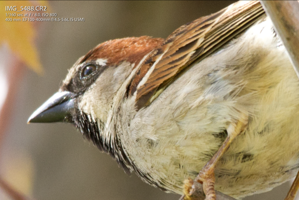 IMAGE: http://img.photobucket.com/albums/v170/scifiguy1012/Photography/whosaidgetcloser.png