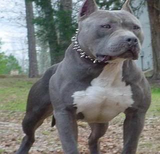 SIRE TO PUPS (world class k-9s Ceaser)