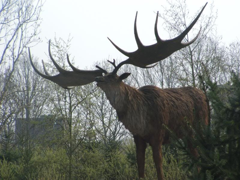 Megaloceros Pictures, Images and Photos