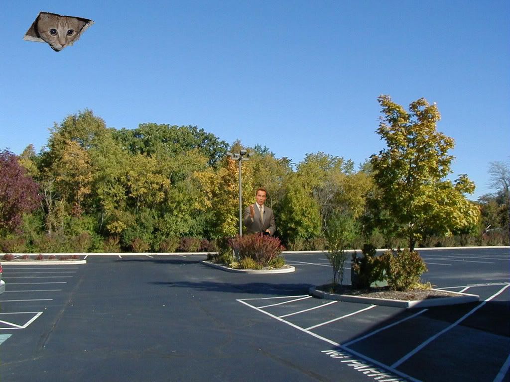 parkinglotcatgodfe9.jpg