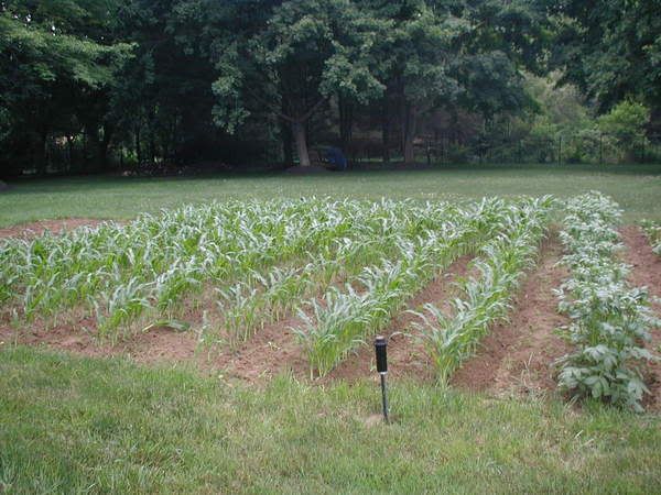 garden06.jpg