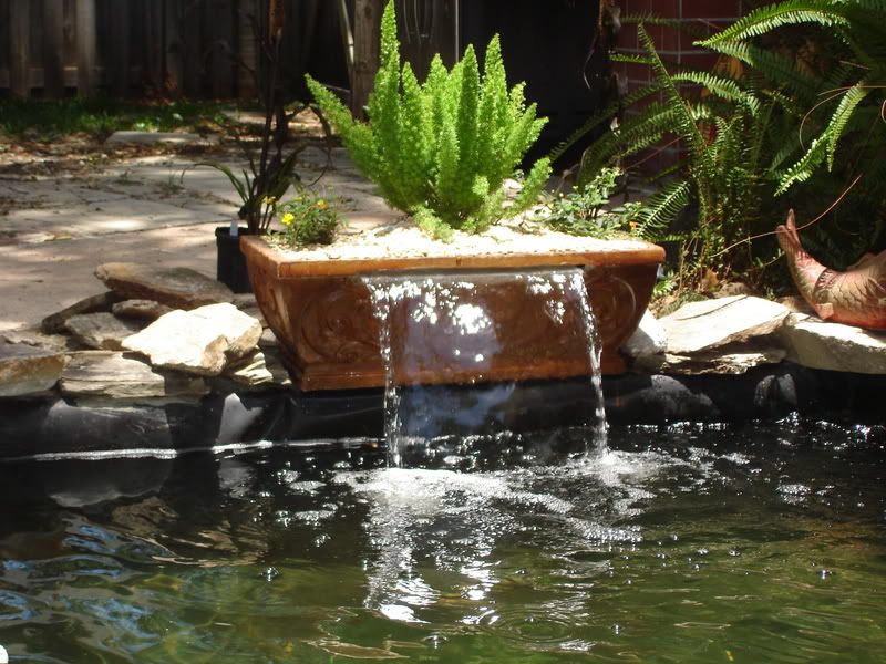 Jacksonville Koi Supply's Cheapest Pond Build
