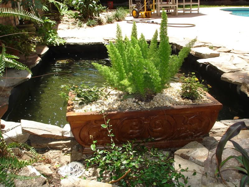 Jacksonville Koi Supply's Cheapest Pond Build