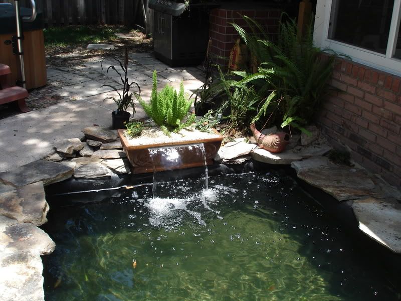 Jacksonville Koi Supply's Cheapest Pond Build