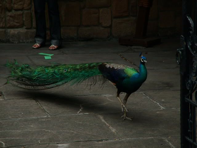 sentosa-peacock1.jpg