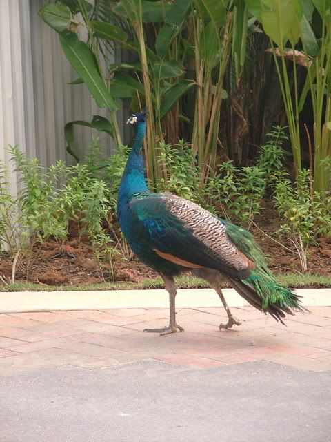 sentosa-peacock2.jpg