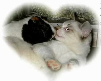 http://img.photobucket.com/albums/v172/MistiErin/catkiss.jpg