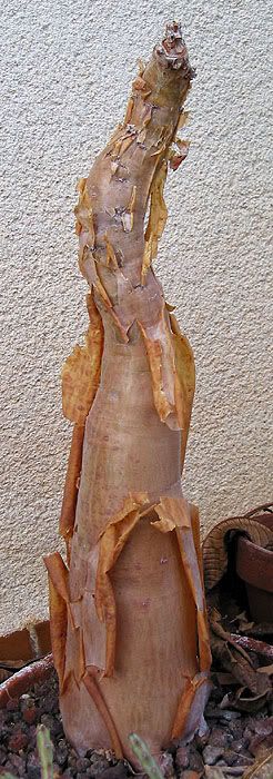 Cyba.jpg