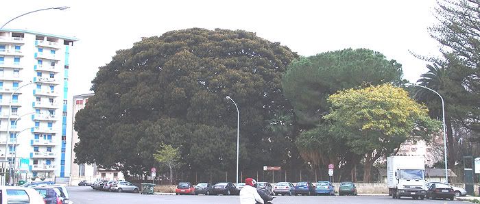 Ficus01.jpg