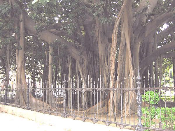 Ficus01b.jpg
