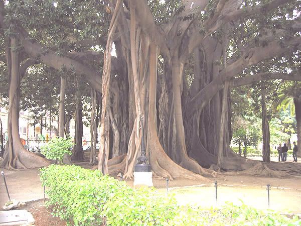 Ficus02.jpg
