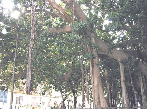 Ficus03b.jpg