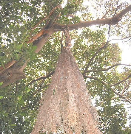 Ficus07.jpg