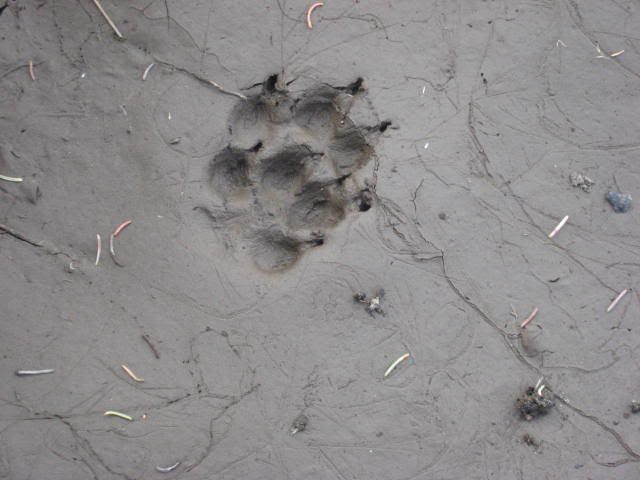 lynx paw print