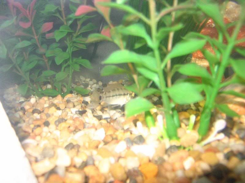 dwarfcichlid002-1.jpg