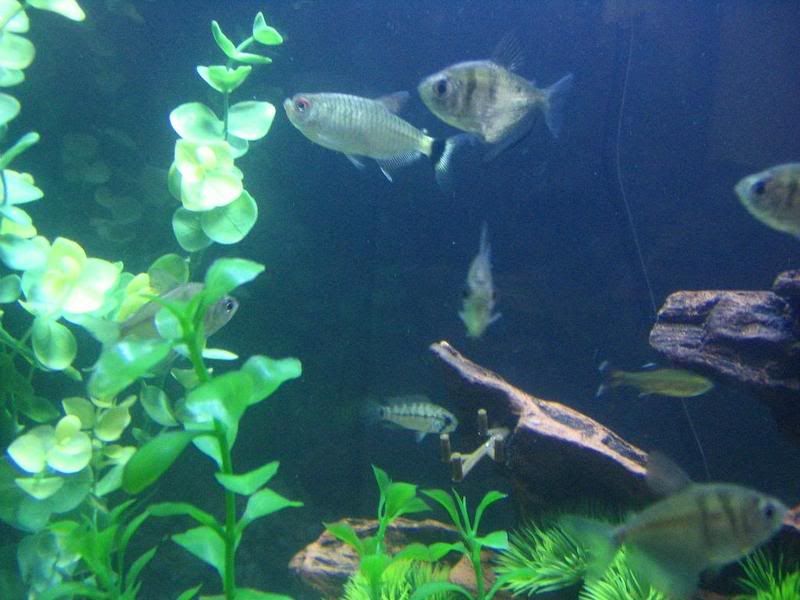 dwarfcichlid002.jpg